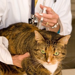 Прививки кошки на дому от бешенства, чумки, комплексная