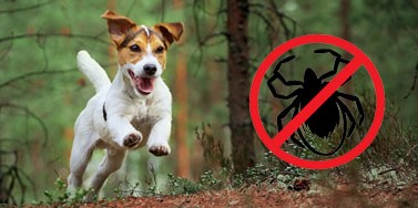 Защита собак от пироплазмоза