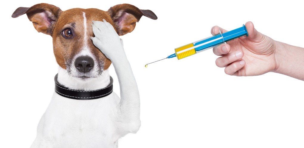 Бешенство домашних животных: профилактика, лечение