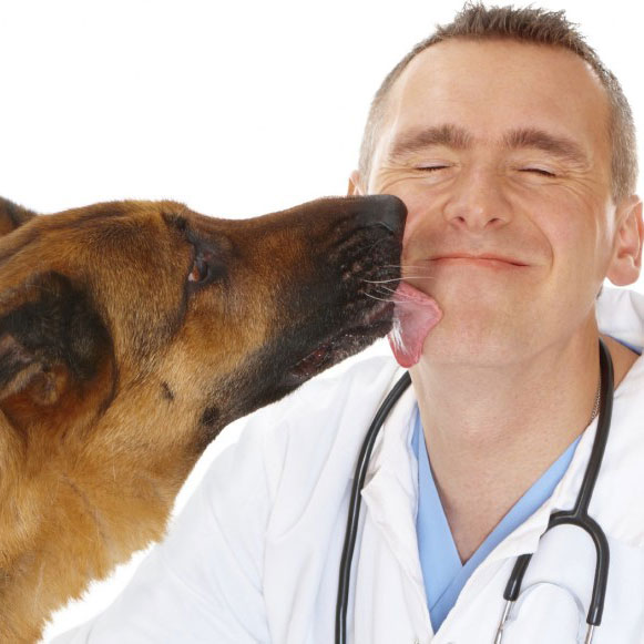Первичный прием врача (Лечение животных)