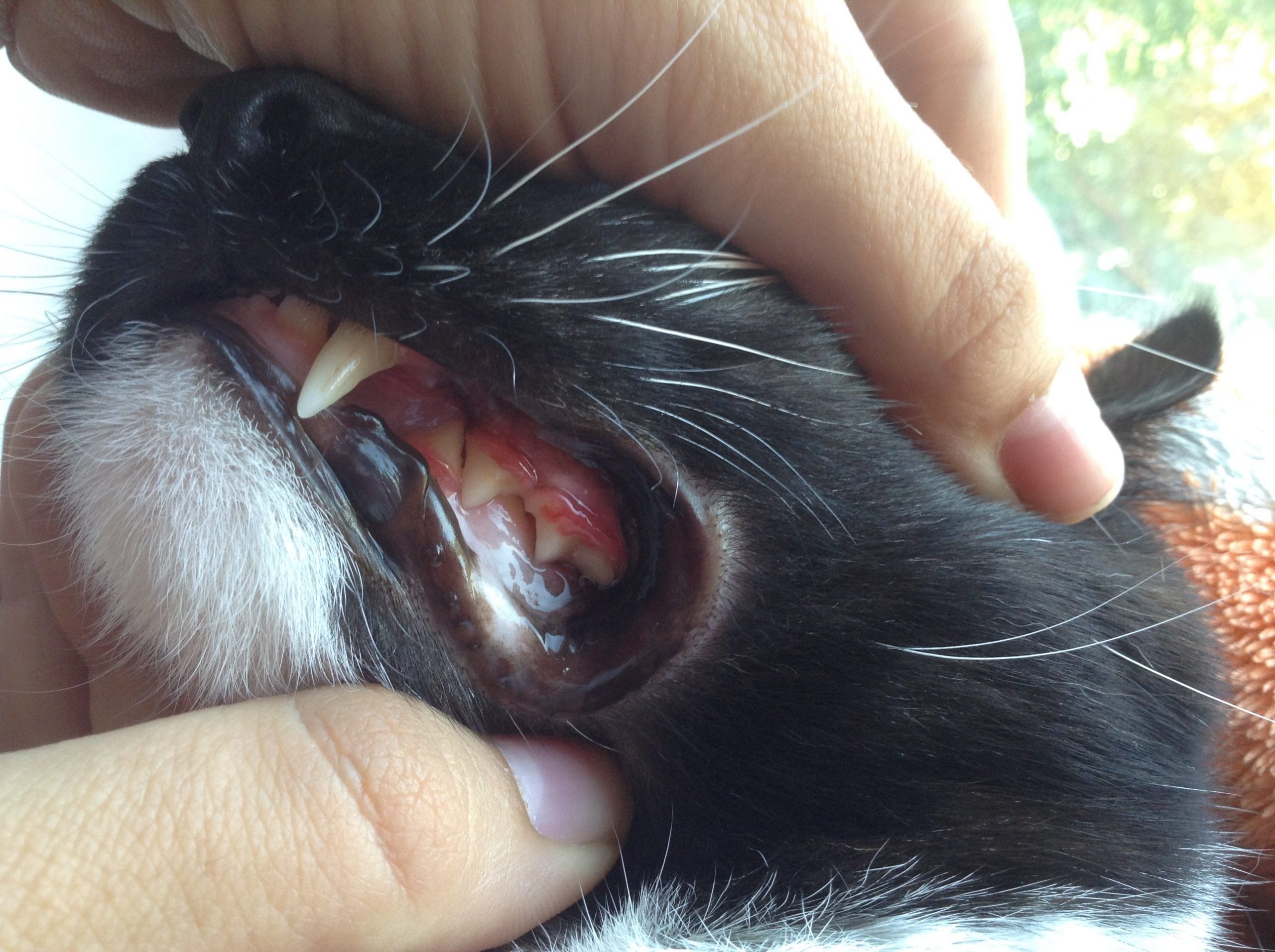 Болезни дёсен у котов. | Ветеринарная клиника в Текстильщиках