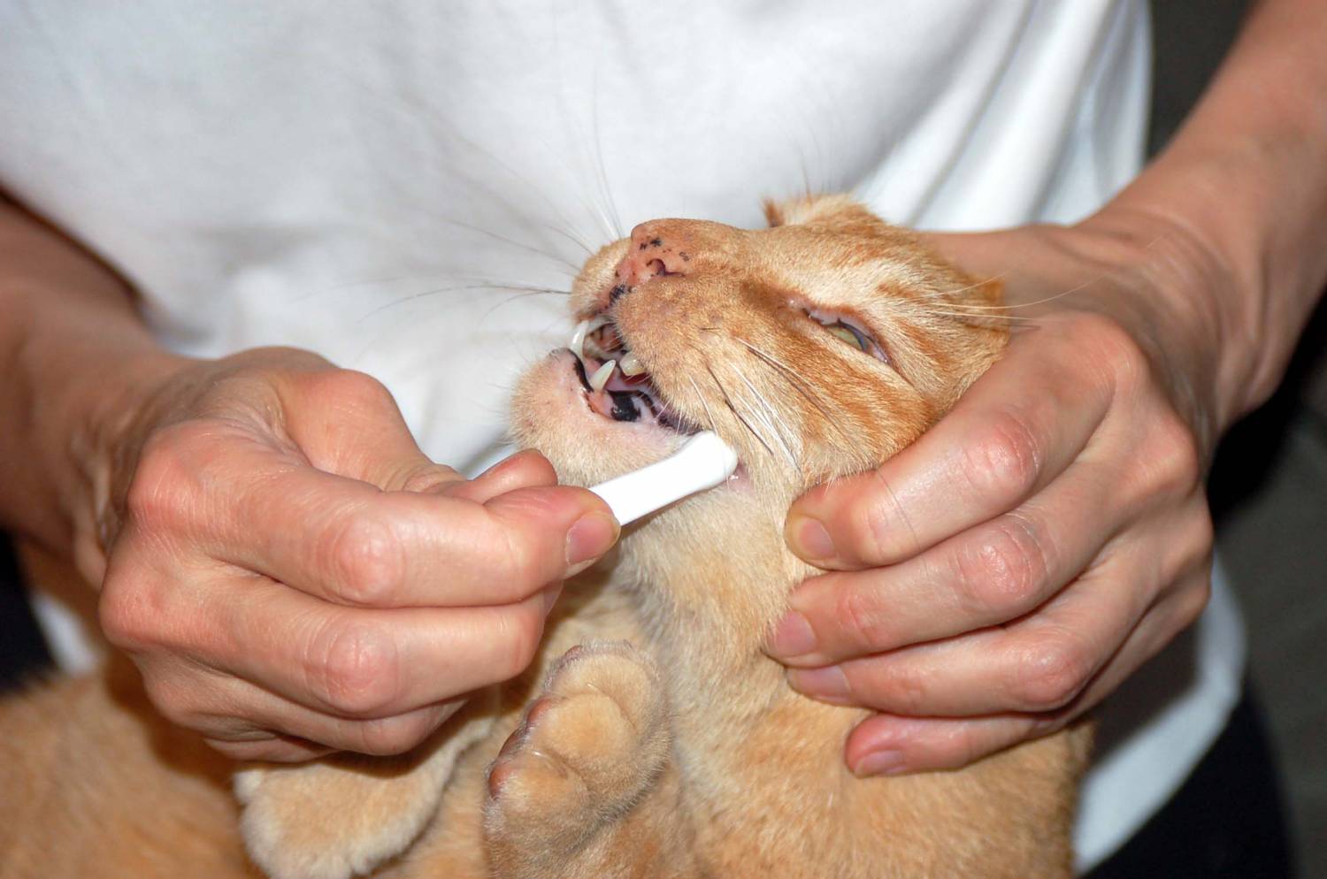 У кота болят зубы. | Ветеринарная клиника в Текстильщиках