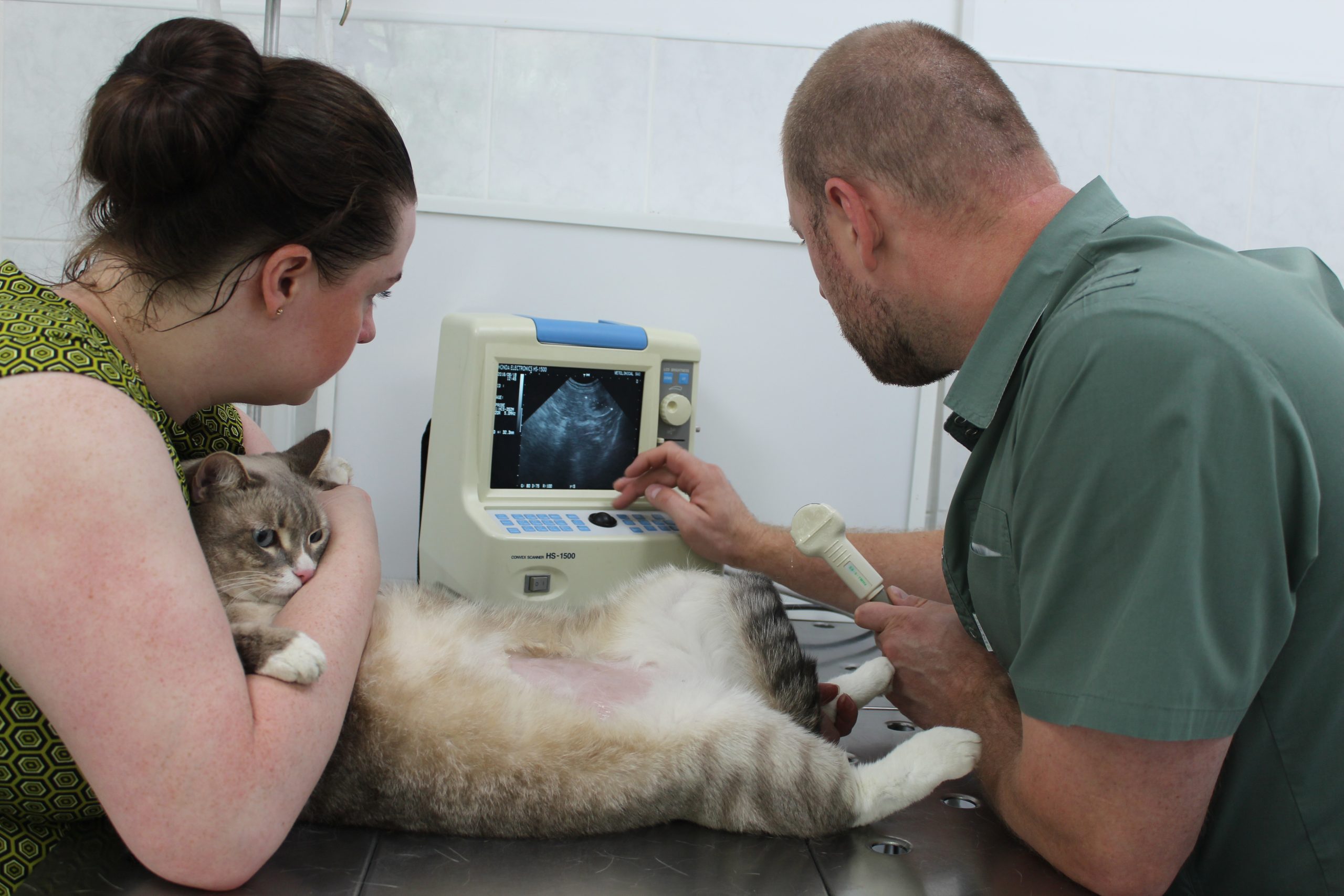 Обследование кошек. УЗИ мочекаменной болезни у кота. Мочекаменная болезнь у котов у кошек. Ультразвуковое исследование кошки.