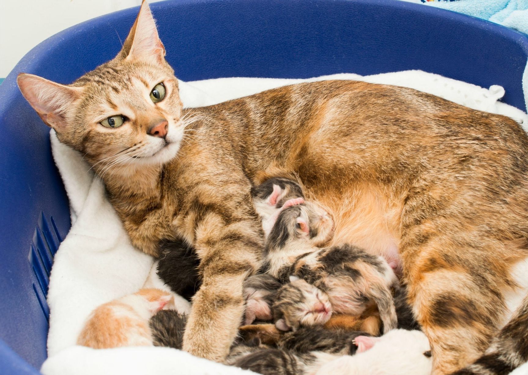 Беременность и роды у кошки | Ветеринарная клиника в Текстильщиках