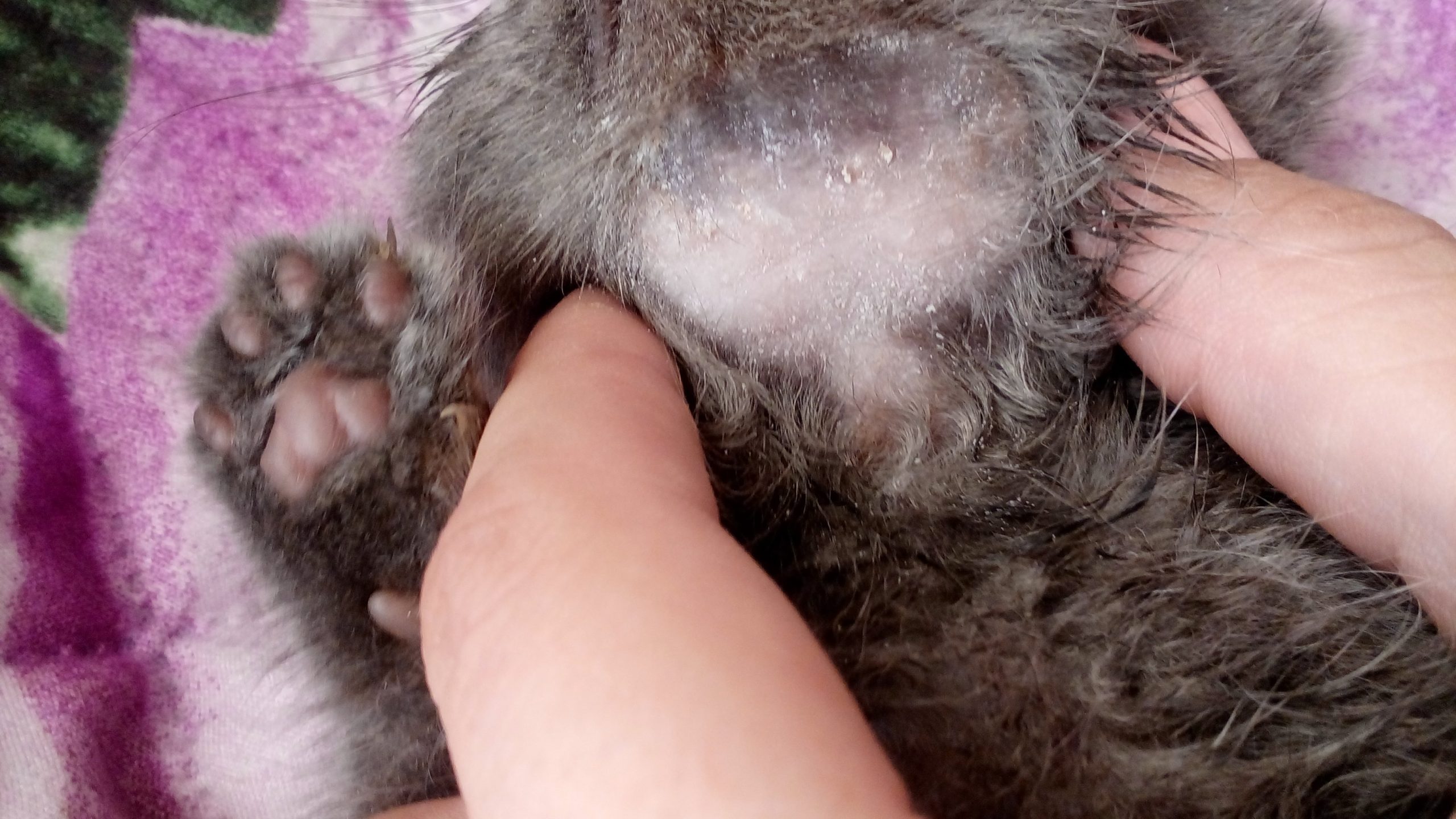 Выпадение шерсти у кошек. | Ветеринарная клиника в Текстильщиках