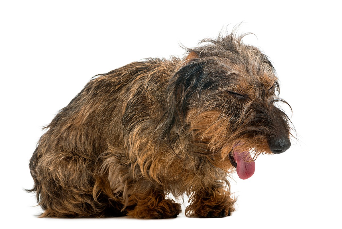 Тошнота и рвота у собаки: виды и лечение