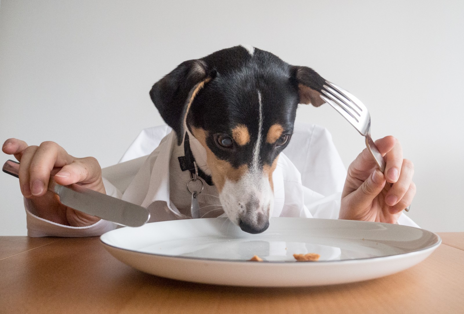 Что делать, когда собака не ест, и как вернуть ей аппетит