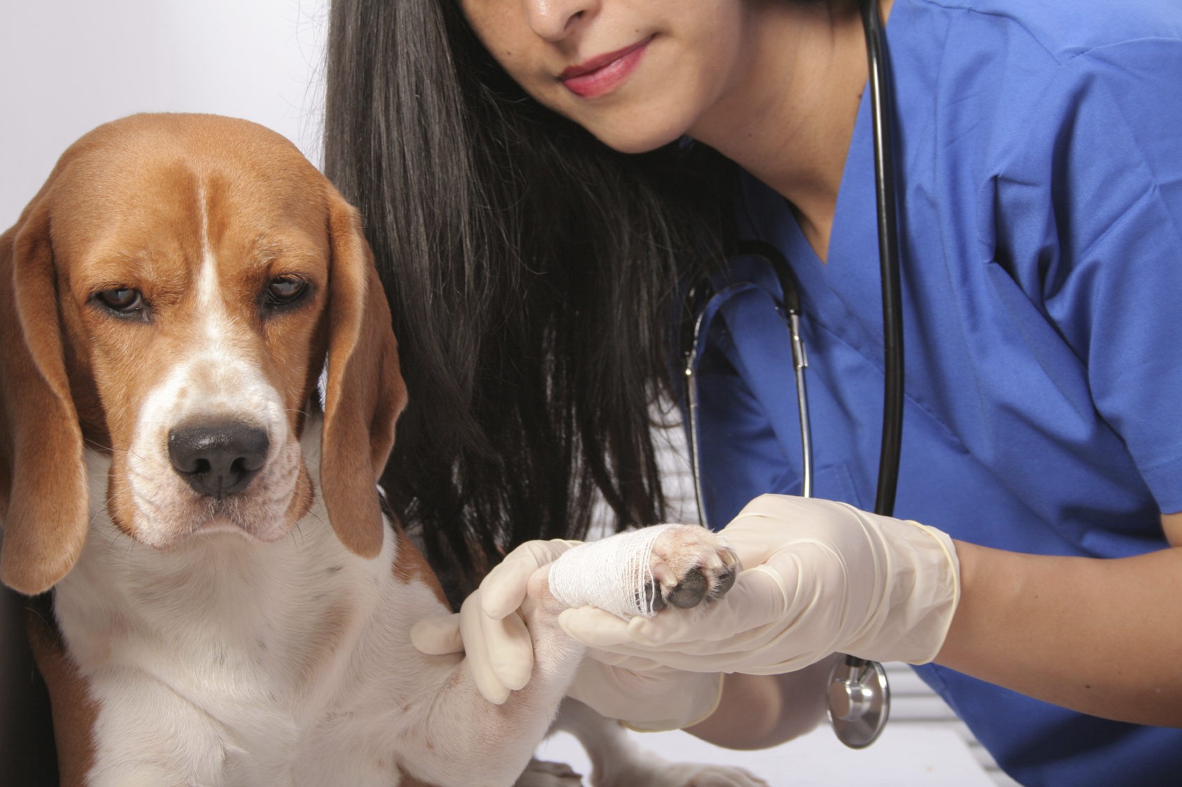 Что делать, когда у собаки болит лапа: причины, типы хромоты и помощь