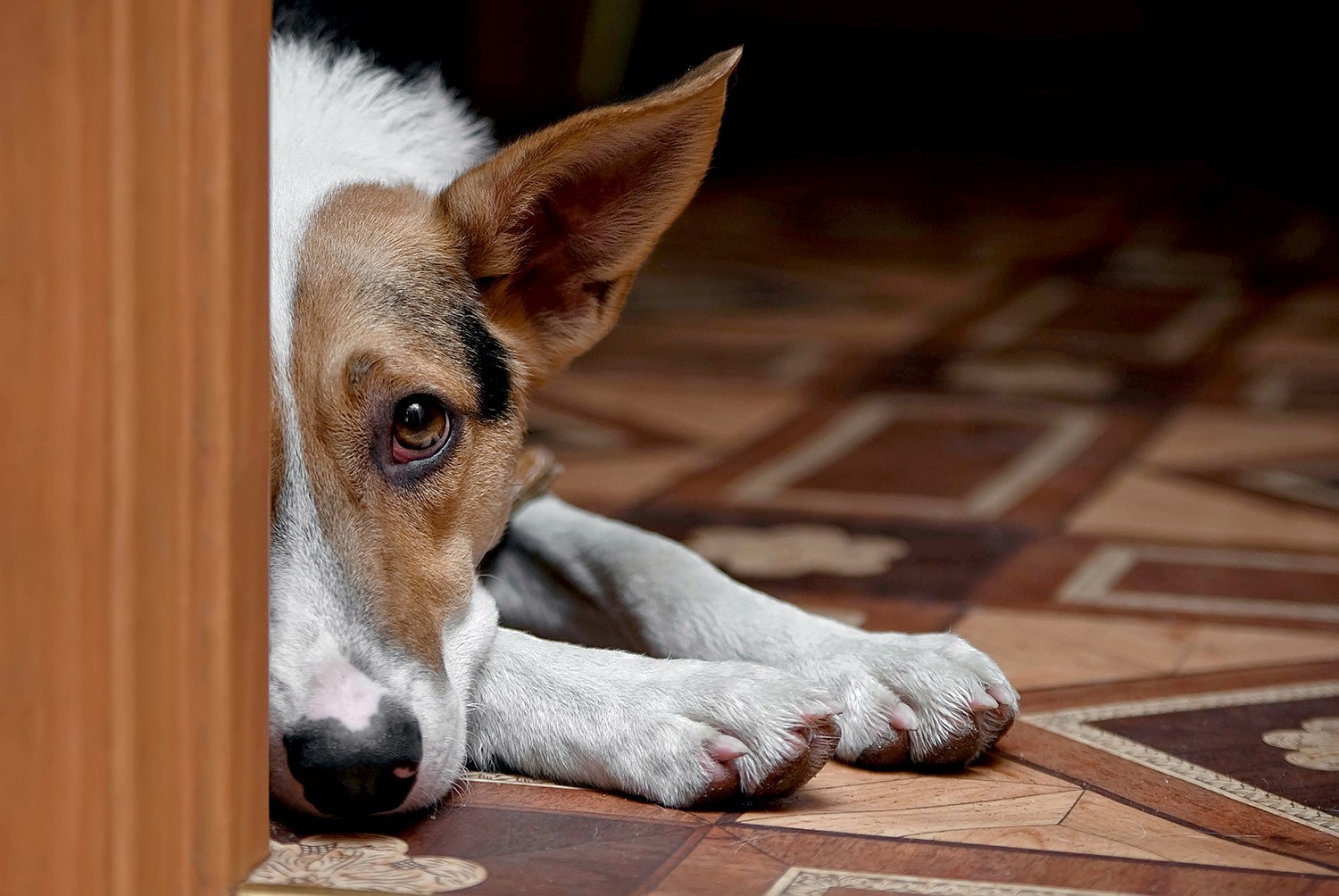 Почему собака не мочится: симптомы, причины и помощь