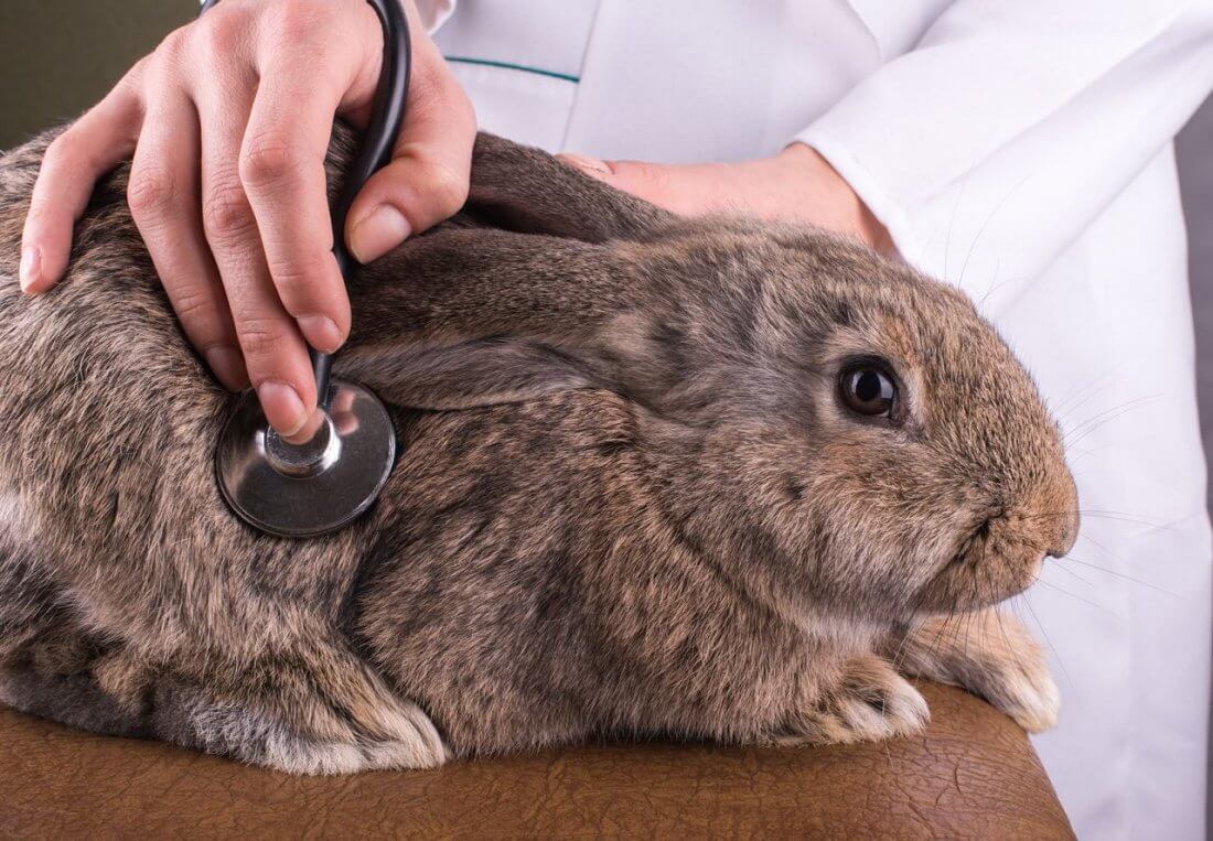 Кролик не ест симптомы и лечение