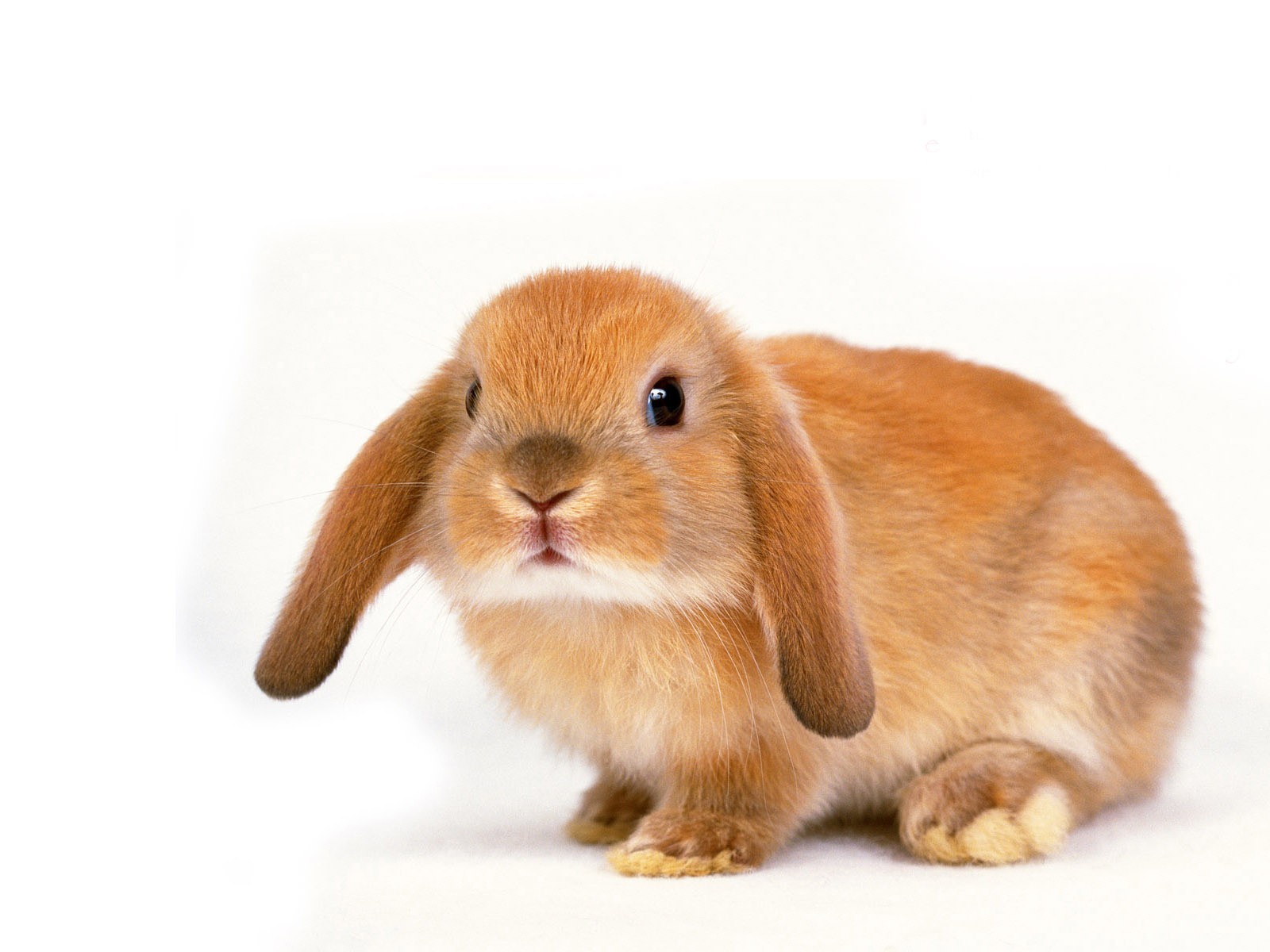У кролика болят десны: причины и возможные заболевания