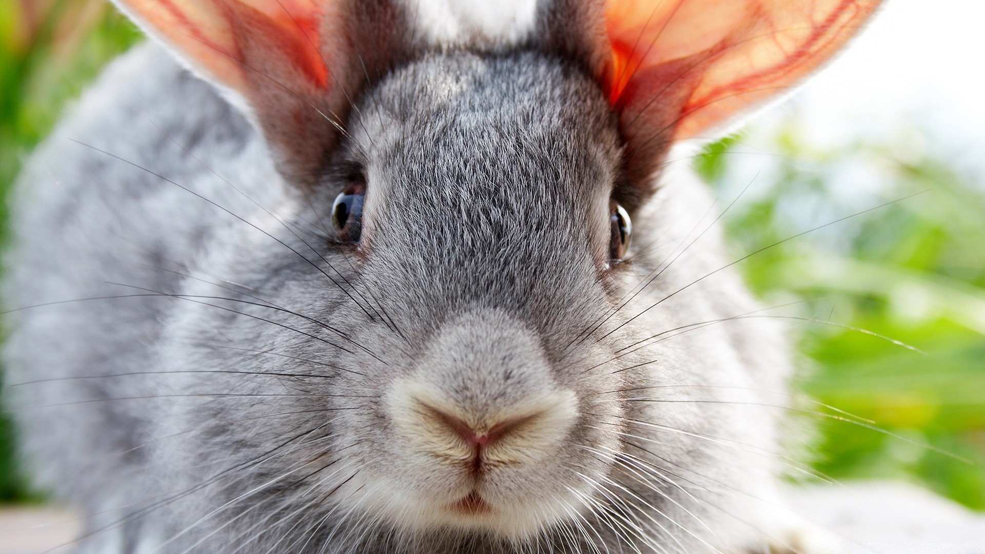 У кролика красная моча: причины и возможные заболевания