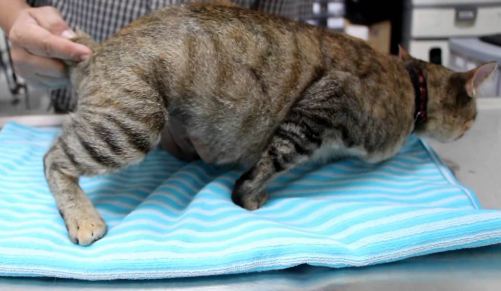 Роды у кошки | Ветеринарная клиника в Текстильщиках